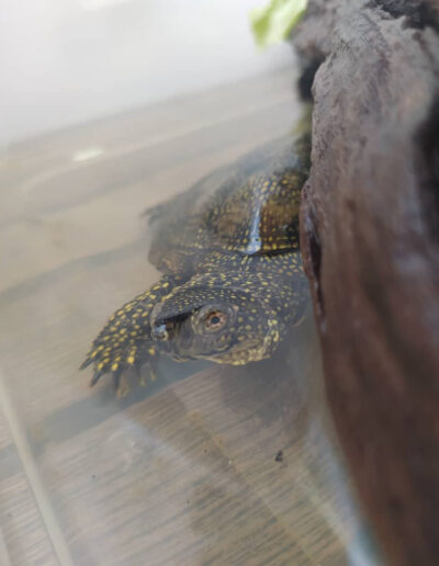 Temporary shelter for our turtle friend to recover (he stayed with us for 2 days)